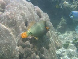'Balistapus porites', peixe estudado pela pesquisa no Qunia