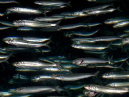 Cientistas temem que extino das sardinhas no Pacfico esteja prxima