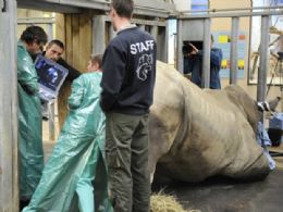 Veterinrios fazem inseminao artificial em rinoceronte na Frana