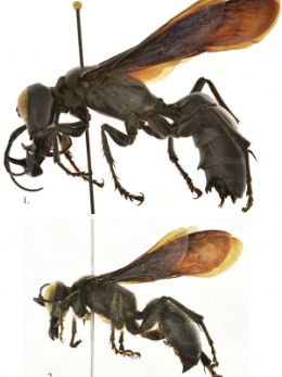 Nova espcie de vespa gigante  encontrada na Indonsia