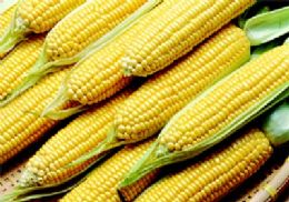 Cientistas criam milho modificado com trs genes