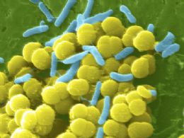 Cientistas explicam como grupo de bactrias fica resistente a drogas
