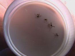 Governo estadual vai fiscalizar municpios no combate a dengue