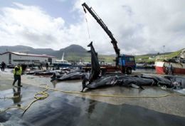 Tradio cultural nas Ilhas Faroe promove matana de 220 baleias
