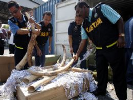 Apreenses de marfim de elefantes batem recorde em 2011, diz ONG