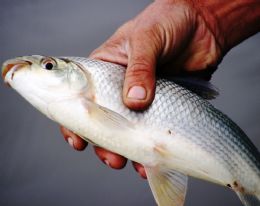 Peixe de cada dia