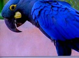 Projeto de conscientizao preserva ave que s  encontrada na Bahia