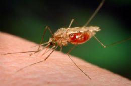 Mosquito da malria tem sumio misterioso na frica