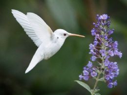 Adolescente fotografa beija-flor albino nos Estados Unidos