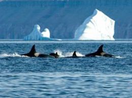 Orcas atacam presas com at o dobro do tamanho, no rtico