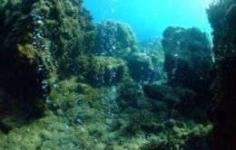 Recifes de corais podem desaparecer com oceano mais cido