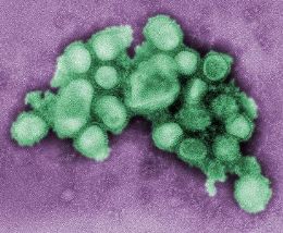 Vrus da gripe suna pode ter vazado de laboratrio