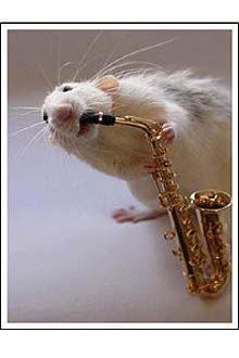 Ratos posam com instrumentos musicais para fotgrafa