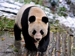 Estudo aponta fezes de panda como fonte para combustvel alternativo