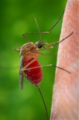 Cientistas sequenciam o genoma do mosquito domstico tropical