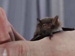 Morcegos tm msculos mais rpidos dentre mamferos, afirma estudo