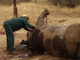 frica do Sul pode legalizar venda de chifre de rinoceronte e conter caadas