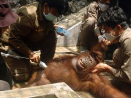 Orangotango grvida faz exame de ultrassom na Indonsia