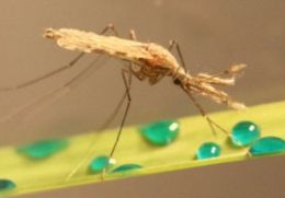 Pesquisadores desenvolvem acar txico para combater mosquito da malria
