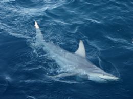 Tubaro hbrido  descoberto pela 1 vez em guas australianas