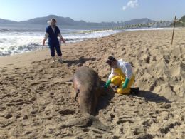 Laudo vai determinar a morte de 150 animais marinhos no litoral de SC