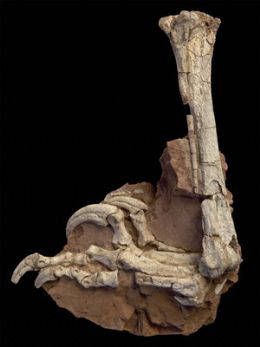 Fssil de dinossauro desconhecido  encontrado na Romnia