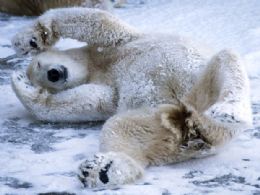 Urso polar se esfrega no cho com neve no zoolgico de Berlim, na Alemanha