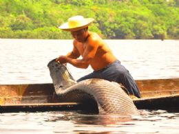 Brasil quer emplacar o peixe pirarucu como o bacalhau da Amaznia