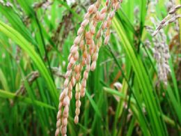 Padro Oficial do Arroz comea a vigorar no prximo ano