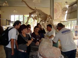 Fmur de titanossauro pode ser visto em museu de Uberaba, em MG