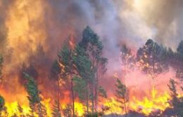 Incndio de 4 dias j queimou cerca de mil hectares