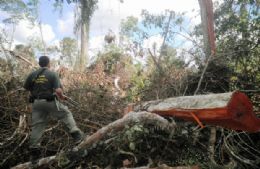 Inpe registra desmatamento de 312,7 km em junho na Amaznia Legal