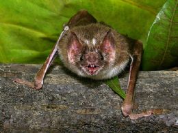 Cientistas desvendam como morcego-vampiro sabe onde morder