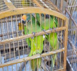 Polcia Militar da BA apreende 22 aves mantidas ilegalmente em cativeiros