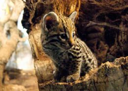 Zoolgico na Espanha reproduz jaguatirica em cativeiro