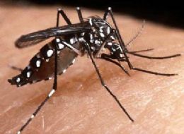 Estado tem risco alto de epidemia de dengue, informa relatrio