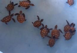 Indonsia tenta salvar tartarugas ameaadas