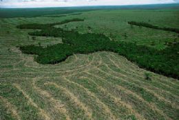 Desmatamento na Amaznia cai 32% em setembro