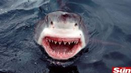Fotgrafo registra tubaro-branco pronto para o ataque nas guas da frica do Sul