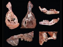 Cientistas acham crnio de mamfero mais antigo da Amrica do Sul
