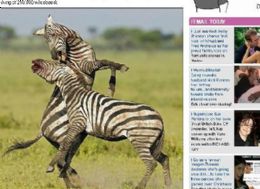 Zebras lutam por dominncia de territrio na Tanznia