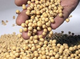 China: Importaes de soja devem crescer em junho