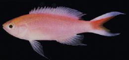 Duas novas espcies de peixes so descobertas no Oceano ndico