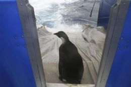 Pinguim-celebridade  solto na Antrtida aps se recuperar de cirurgia