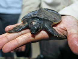 China repatria  Indonsia espcimes de tartaruga-nariz-de-porco