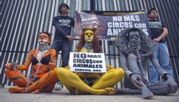 Ambientalistas se caracterizam de animais em protesto no Mxico