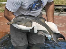 Filhote de golfinho  resgatado no Uruguai