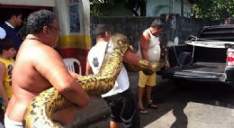 Cobra de 6 metros de comprimento foi encontrada na Zona Oeste de Manaus