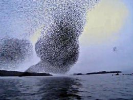 Vdeo mostra milhares de pssaros voando em bando