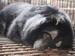 ONG encontra exemplares de urso-lua aprisionados em fazenda do Vietn